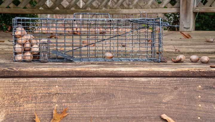 Professional-Wildlife-Control in Boise