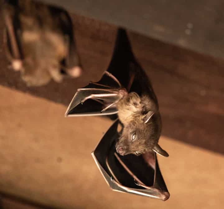 Wildlife-Bats in Boise